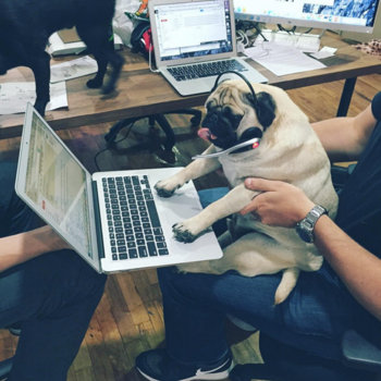The Muse - Bring your dog to work day? Nah. *Make your dog DO the work day*
