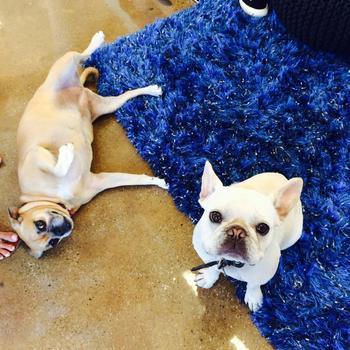 TrueX - Meet our office dogs