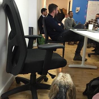 Idio - Grace, the office dog, keeps an eye over a recent team meeting