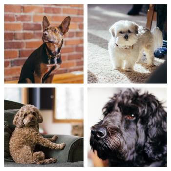 Welkin Health - We have four adorable and friendly office dogs, who brighten up our days regularly (and add the occasional siren serenade).