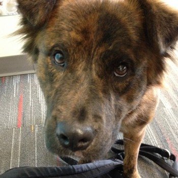 Mobiquity Inc. - Meet Rusty, our Gainesville office pup, and unofficial OnRamp mascot.