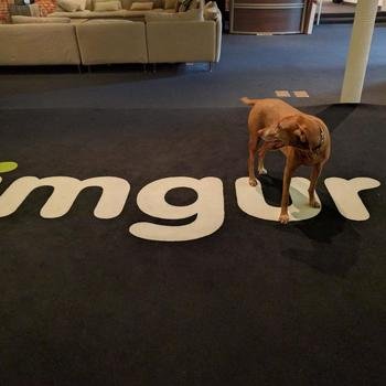 Imgur - dogs are part of the team here!
