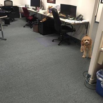 Research Specialists Inc. - Office Dog- Reese.