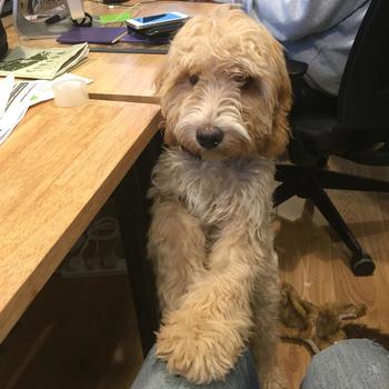 Moonfruit - This is our office dog. His name is Business