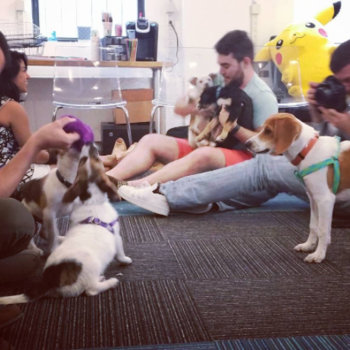 Chartbeat - Every have a puppy party at work? We have!