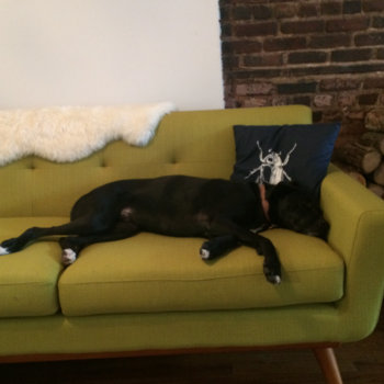 Tentrr - After a long day of coding, office dog Rufio takes a nap on the office couch
