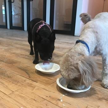 Knotch - Frida and Sarge, our resident pups enjoying a puppuccino from Starbucks