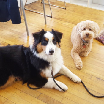 Firmex - Our two favorite office puppies!