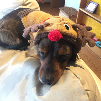 Fuzzy - Rudolph sleeping on the job