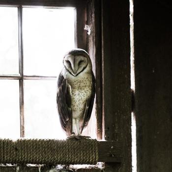 Owl Cameras - Company Photo