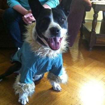 Versame - We let our dogs wear whatever they want to the office.