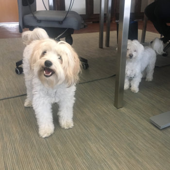 Tenjin - We have some office dogs. Because startups are ruff.