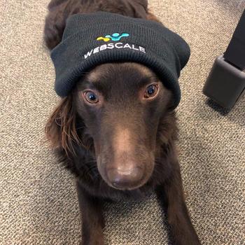 Webscale Networks - Fawkes the Pup loves his Webscale beanie.