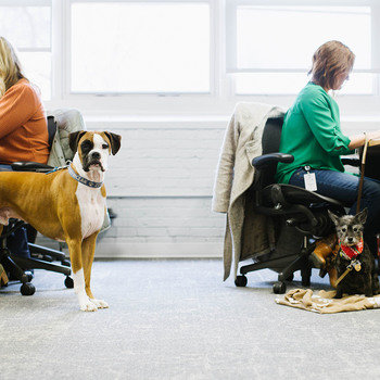 Lessonly - You'll find both humans and pets working hard from the Lessonly HQ. 