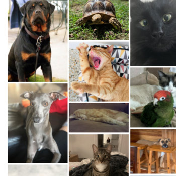 Edifecs - Employee Pet Photo Contest!