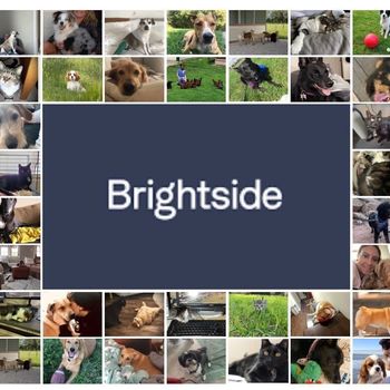 Brightside Health - Your pets will become part of our Brightside team as well...