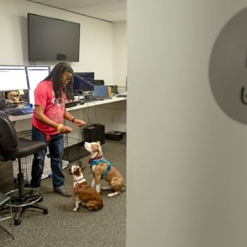 Trupanion, Inc. - Two dogs are being fed a treat from their human on the IT team.