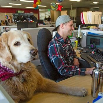 Trupanion, Inc. - Open office space with Ryder the Golden Retriever helping his human work in the Seattle office.