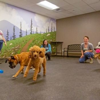 Trupanion, Inc. - Our Seattle office has two dog playrooms where humans and pets can let some energy out!