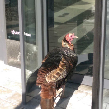 EF Go Ahead Tours - Turkey wandering into the building