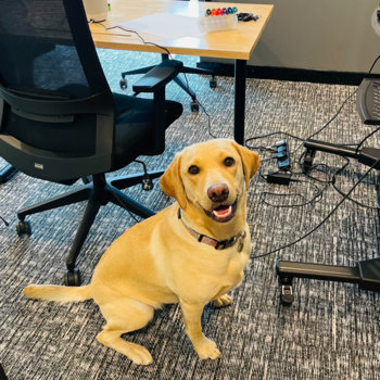Conduktor - Our resident office dog in London, Honey!
