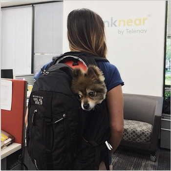 Thinknear - Simba, the official Thinknear office dog!