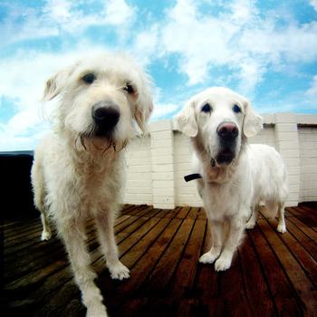 Adrenaline Inc - Two of our most senior staff members out on the Deck in our Sydney office..