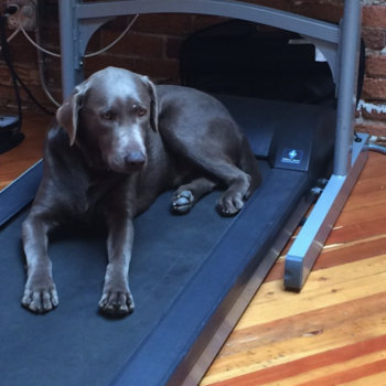 FitStar (a Fitbit Company) - Hank is working hard on the treadmill desk