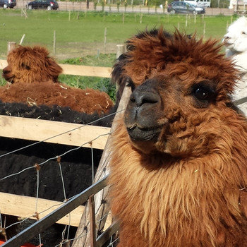 Geonomics - We like alpacas, but they are not allowed in the office