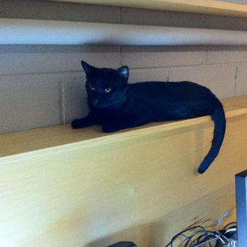 Chronos Interactive Media, Inc. - Orion's home is the office of Chronos. Our full-time office cat!