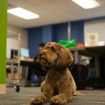 Rubikloud Technologies - The office pooch, Charlie! (he only begs a little)